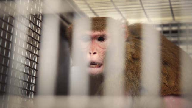 Animals are used in basically all U.S. medical research. Here, a pregnant rhesus monkey sits caged after being infected with Zika virus as part of a University of Wisconsin study. However, Neuralink is accused of flouting standard testing protocols, leading to unnecessary deaths. 