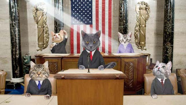 Image for article titled Finest Feline Reporting: The Onion’s Most Consequential Cat Journalism