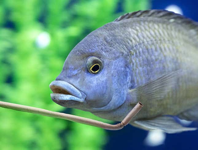 Image for article titled Suicidal Fish Really Having To Get Creative With Paper Straw