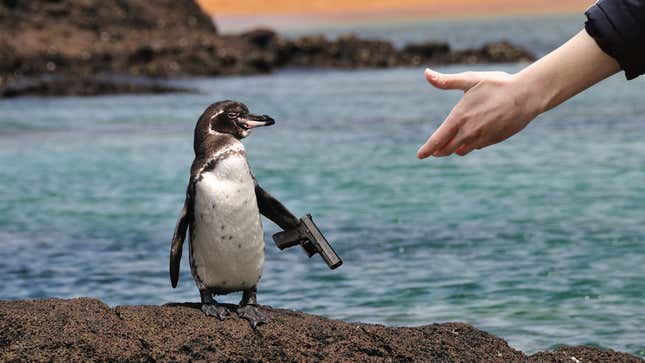 Image for article titled Hero Conservationist Convinces Suicidal Galapagos Penguin To Put Down Gun