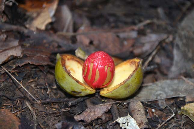 The fruit of Gymnocranthera canarica bearing the seed covered with a bright red aril, which is used locally as wild nutmeg.