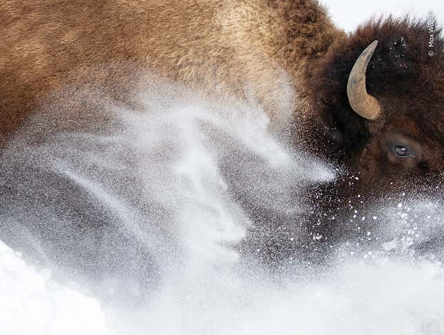 A large bison kicks up snow in Yellowstone National Park, Wyoming.