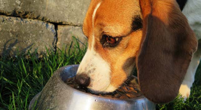Imagen para el artículo titulado Con qué frecuencia debes alimentar a tu perro, según la ciencia