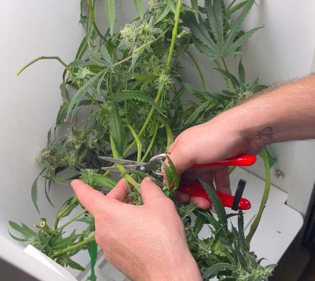 Image for article titled How to Grow (Good) Weed Indoors