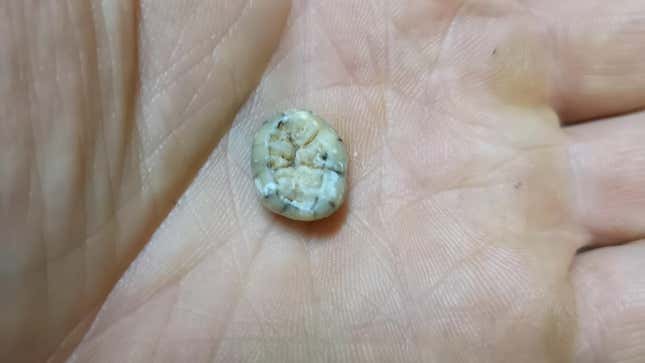 The suspected Denisovan molar. 