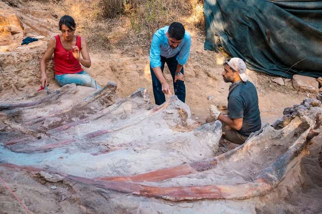 Three workers stand over the massive ribs of a sauropod dinosaur.