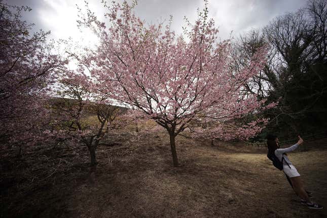 Blooming cherry blossoms at Sakura-no-sato in Ito, Shizuoka Prefecture