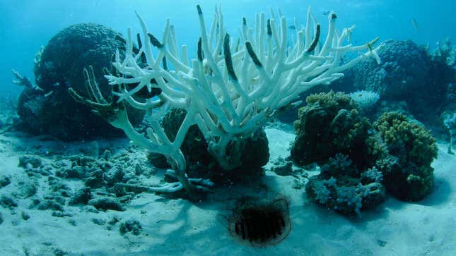 Image for article titled Relieved Ecologists Announce Rising Sea Levels Were Due To Clump Of Hair Clogging Drain At Bottom of Ocean