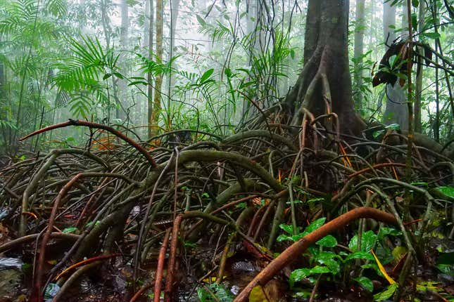 Myristica swamps are relict tropical ecosystems thought to be millions of years old and are spread across the Western Ghats in Kerala, Karanataka, Goa and were recently discovered in Maharashtra.