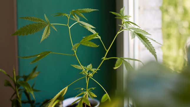Image for article titled You Can Actually Grow Weed As a Houseplant