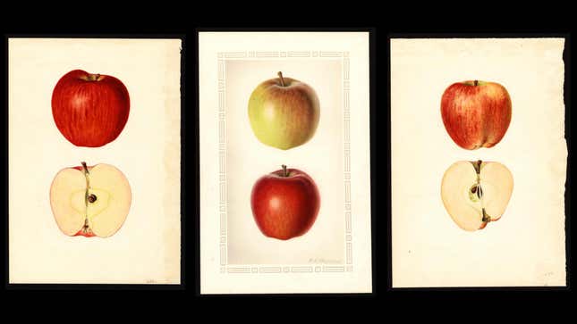 botanical watercolors of apples