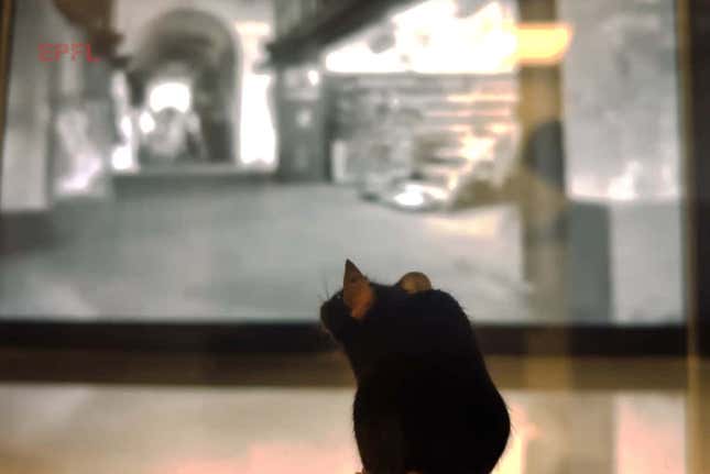 Imagen para el artículo titulado Una IA reconstruye el vídeo que está viendo un ratón a través de su cerebro