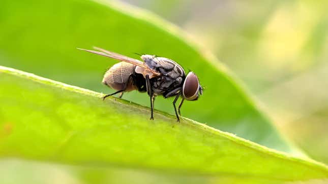 Image for article titled How to Keep Flies Away From Your Yard (and Out of Your House)