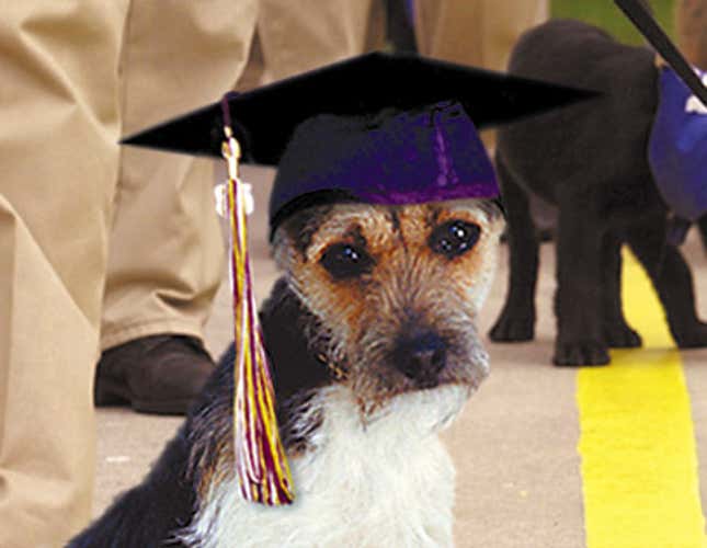 Image for article titled Dog Doesn&#39;t Realize He Just Graduated