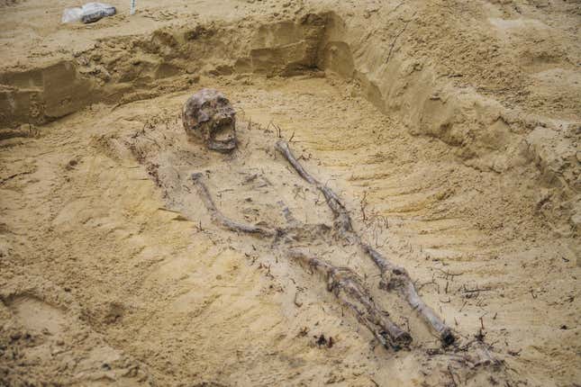 A partially excavated skeleton.