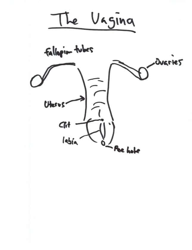 Image for article titled Can You Draw an Anatomically Correct Penis? An Experiment