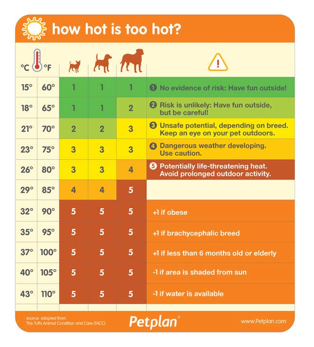 Imagen para el artículo titulado Cómo saber si hace demasiado calor para sacar a pasear a tu perro