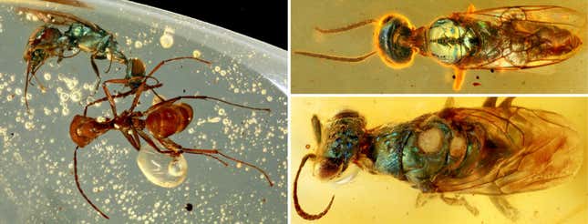 Insectos cretáceos encontrados atrapados en el ámbar de Myanmar.