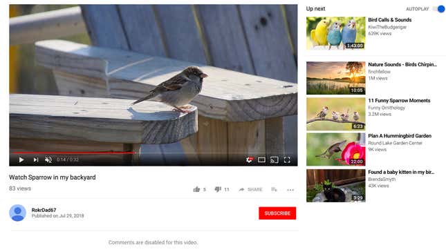 Image for article titled Comments Mysteriously Disabled On YouTube Video Of Sparrow In Yard