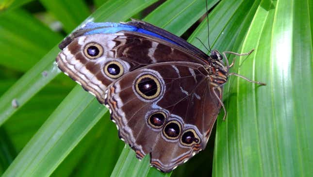 Image for article titled Butterfly Under Immense Pressure Not To Fuck Up Timeline With Misplaced Wing Flap