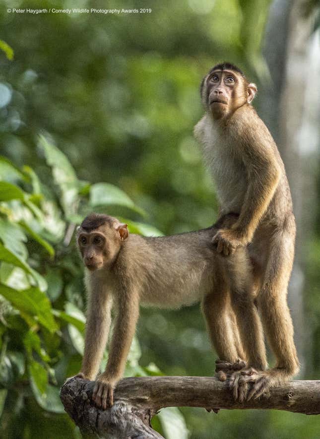 Imagen para el artículo titulado Si las fotos más cómicas de vida salvaje de 2019 no te sacan una sonrisa, no eres humano