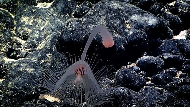 A hydroid exploring a seamount. 