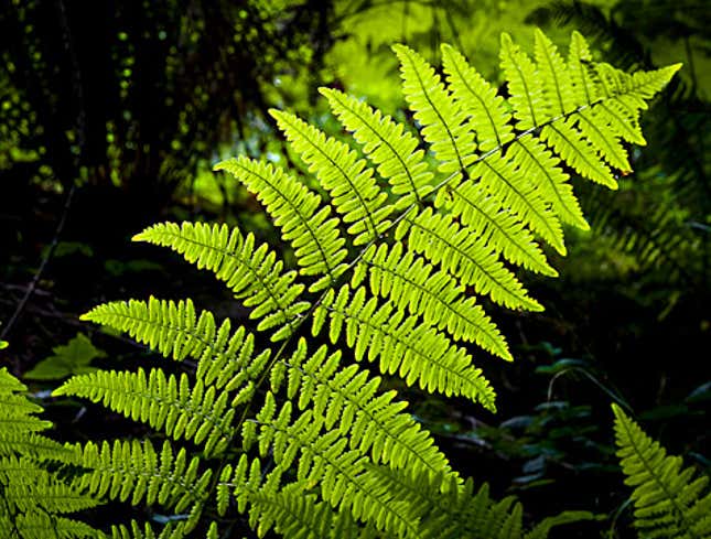 Image for article titled Sierra Club Withdraws Support Of Controversial Fern