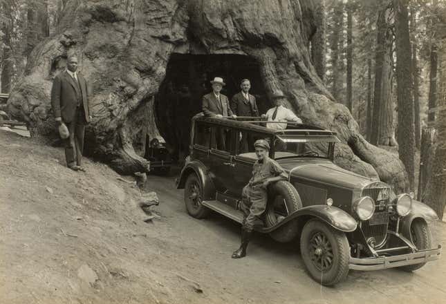 George Eastman and companions riding through Wawona Tree in Yosemite National Park, Pacific Coast Trip, 1930.