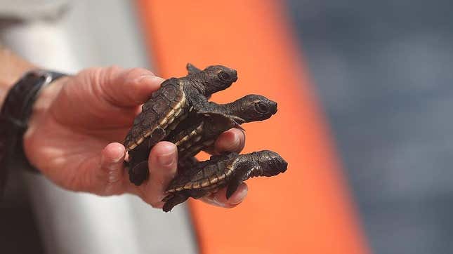 A researcher releases sea turtle hatchlings into the Atlantic Ocean in a joint effort between the United States Coast Guard and the Gumbo-Limbo Nature Center. 