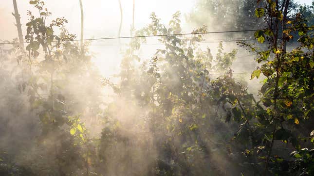 Image for article titled Three Ways to Help Your Garden Recover From Wildfire Smoke