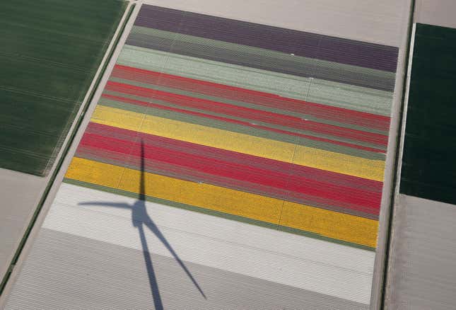 Image for article titled The soothing, hypnotic colors of tulip season, seen from above