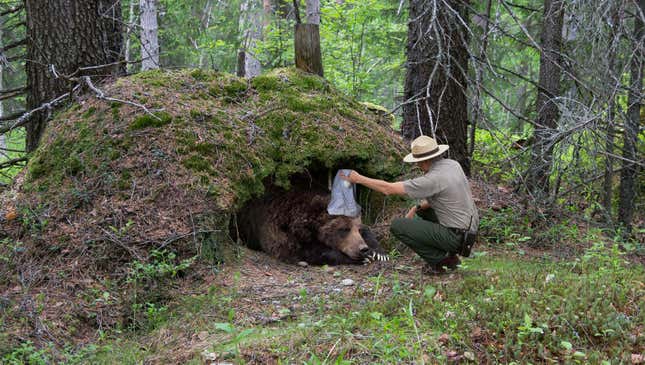 Image for article titled Cash-Strapped Yellowstone Cuts Funding Of Program To Provide Hibernating Bears With Sleeping Caps