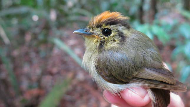 One of the small Amazonian birds the team recently studied.