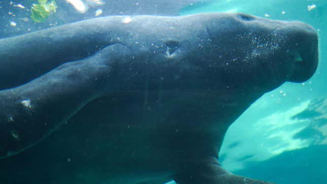 A manatee (Dugong dugon) swims in the Mote Marine Laboratory.
