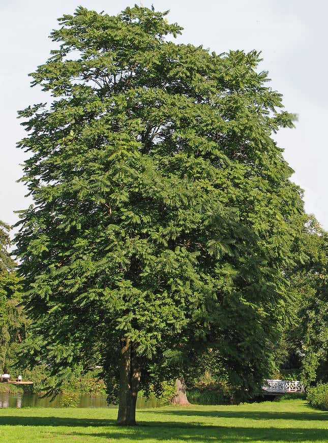 A tall and densely leafed tree.