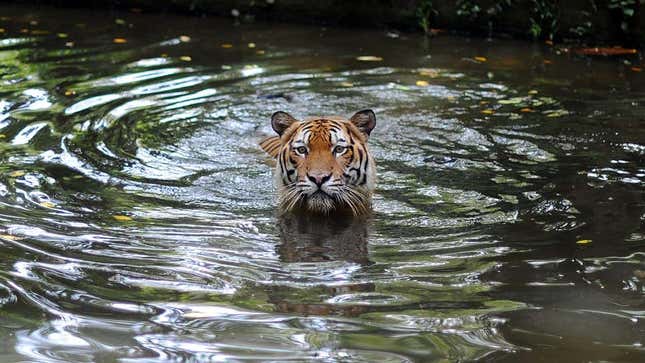 La imagen muestra un tigre malayo en el Zoológico Nacional de Kuala Lumpur el 23 de mayo de 2010