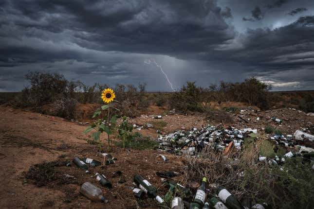 Lighting strikes in the background of this image of a sunflower in a trash dump.