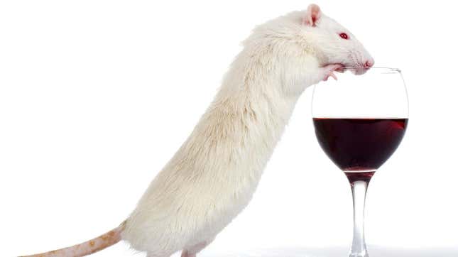 Logran que ratones borrachos se vuelvan sobrios al instante
