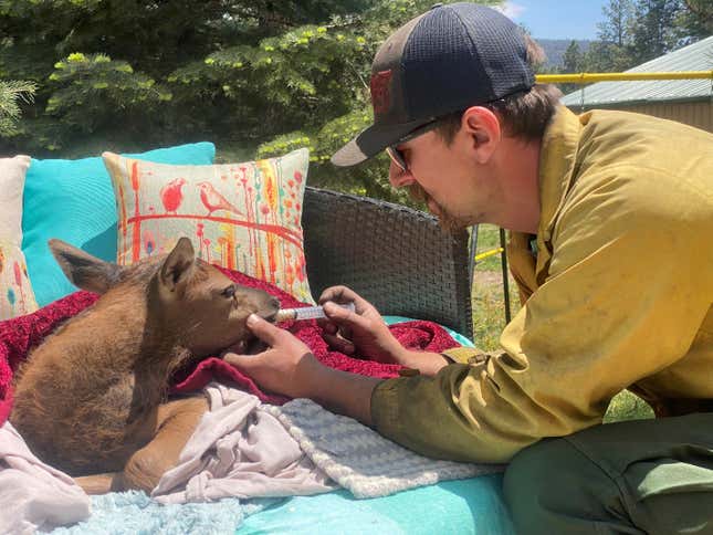 Image for article titled New Mexico Firefighters Rescue Adorable Elk Calf
