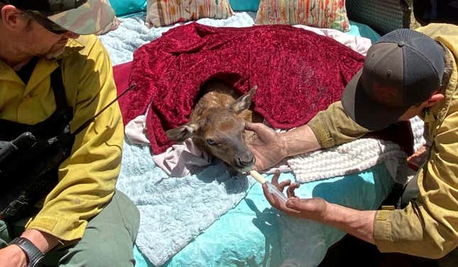 Image for article titled New Mexico Firefighters Rescue Adorable Elk Calf