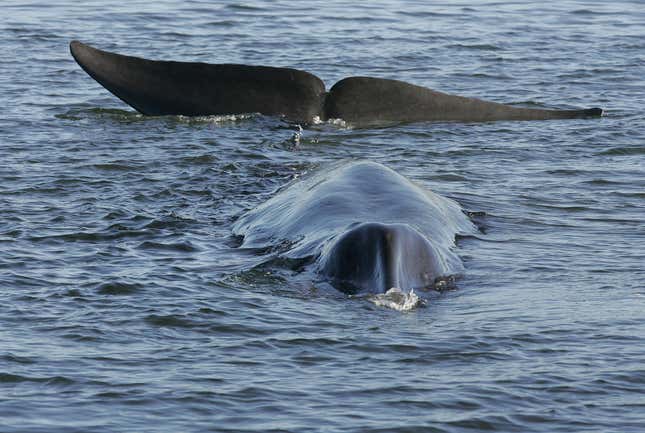 FILE - A fin whale is seen stranded, possibly stuck on its belly, in a shallow fjord on the western coast at Vejle, Denmark, on June 16, 2010. Commercial hunting of fin whales can resume in Iceland with stricter requirements on hunting methods and increased official supervision, the Icelandic government said Thursday Aug. 31, 2023. The decision was greeted with dismay by animal rights groups, which called the move “shameful.” (Benny F. Nielsen, Polfoto via AP, File)
