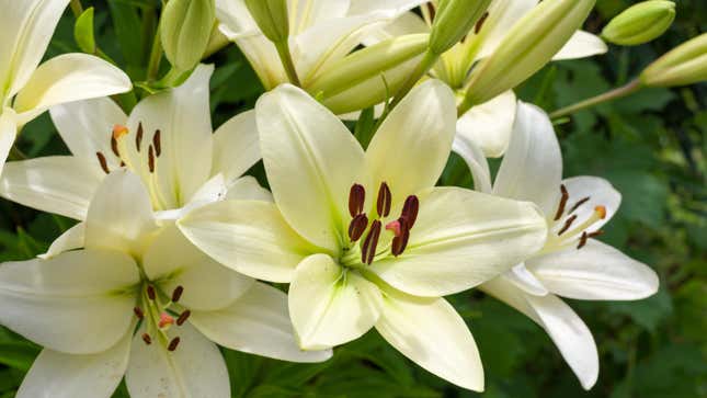 Close up of lilies in bloom