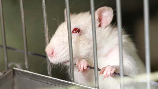 Image for article titled Life-Saving Drug More Accessible To Lab Rat Than Majority Of Americans