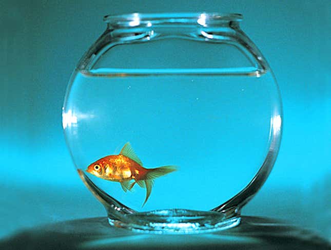 Image for article titled Goldfish Teetering On Edge Of Sanity