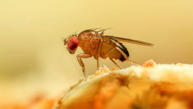 Image for article titled ‘Huh, That’s Kind Of Weird,’ Thinks Fruit Fly Diving In To Dish Of Honey Containing Corpses Of 15 Other Fruit Flies