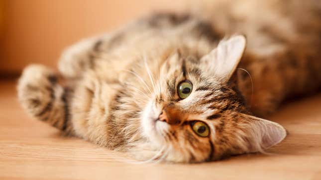 Image for article titled Finest Feline Reporting: The Onion’s Most Consequential Cat Journalism