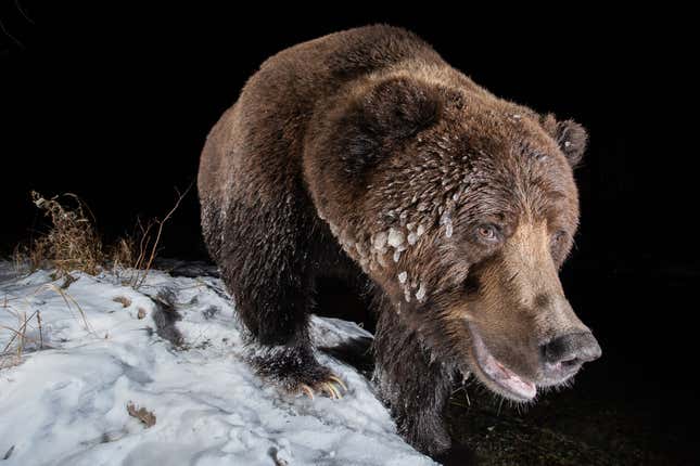 A grizzly bear with ice on its face fur.