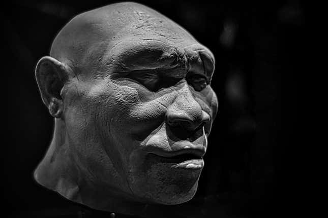 A reconstruction of Homo erectus at London's Natural History Museum.