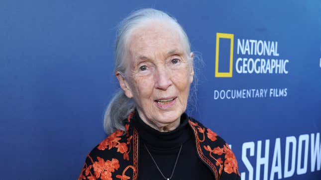 Image for article titled Jane Goodall Returns From Latest Expedition With Annoying Chimp Accent