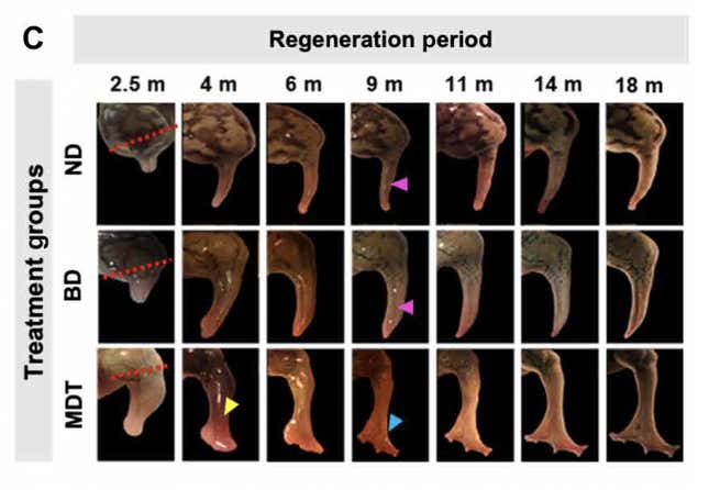 Secuencia de imágenes que muestran el crecimiento de una anca de rana a lo largo de 2,5 a 18 meses. La fila superior no muestra ningún tratamiento, la fila del medio muestra el crecimiento como resultado del BioDome solo y la tercera fila muestra el crecimiento como resultado del tratamiento multimedicamentoso o MDT